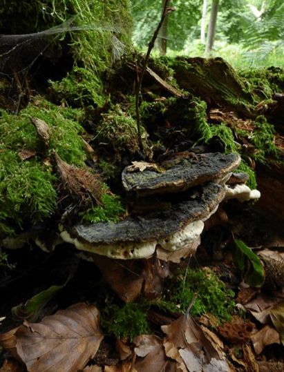 A very dark but still active fruit body on a conifer stump in Sweden.